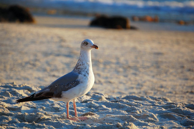 gaviota
