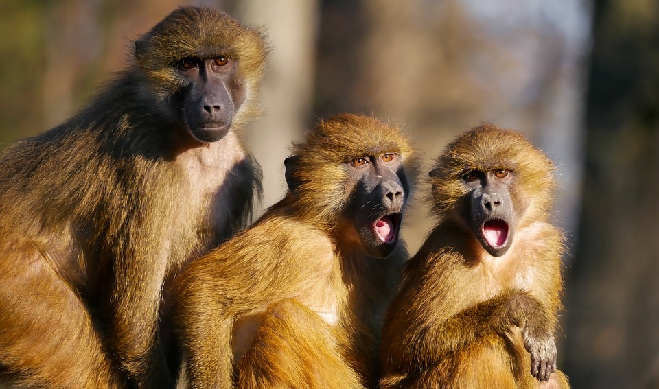 monkeys